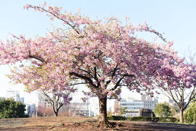 Pink cherry blossom tree against sky