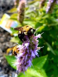 Close-up of honey bee on purple flower