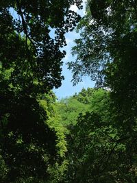 Low angle view of trees in forest against sky