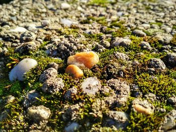 Close-up of mushrooms