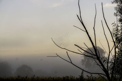 Bare trees on field against sky during foggy weather