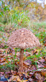 Close-up of mushroom growing on field