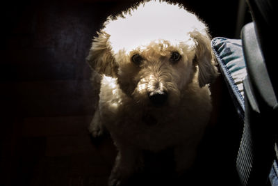 Close-up portrait of dog