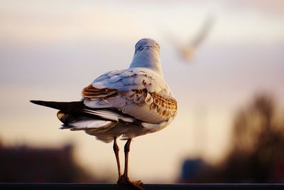 Close-up of bird perching on railing