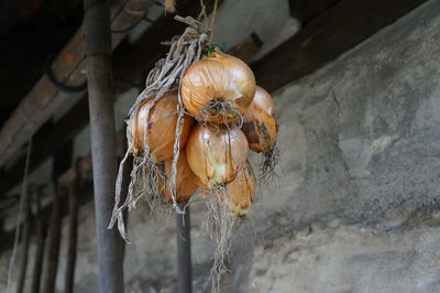 Close-up of food