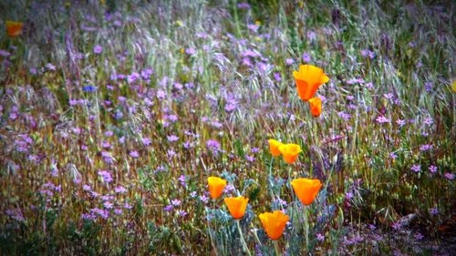 Purple flowers blooming in field