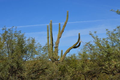 Low angle view of cactus plant against clear blue sky