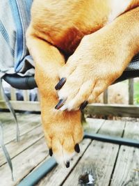 Dog paws hanging off of chair