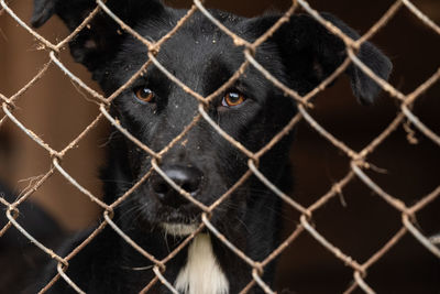 Close-up of chainlink fence in cage