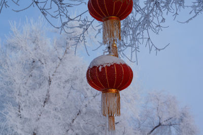 Low angle view of lanterns hanging on tree during winter