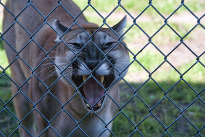 Close-up of chainlink fence