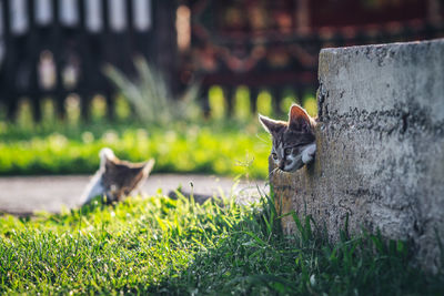 Cat in a field