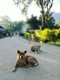 Dog and cat on tree