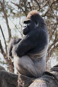 Close-up of monkey sitting on tree