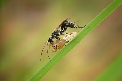 Close-up of insect on plant