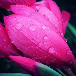 Close-up of pink flower
