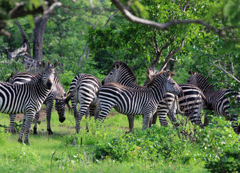 Zebras in a forest