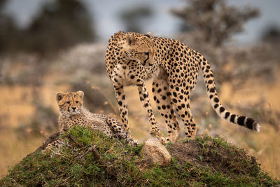 Cheetah family on grassy field 