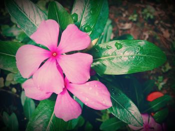 Close-up of pink flower