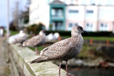 Seagulls perching on fence 