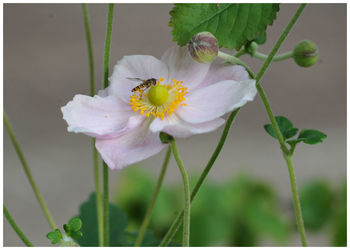 Close-up of flower against blurred background