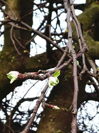 Low angle view of butterfly on tree