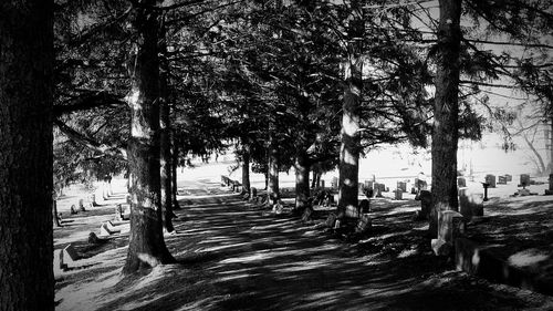 Trees on field