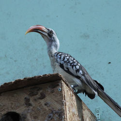 Close-up of bird perching on wood against wall