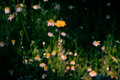 Close-up of white daisy flowers on field