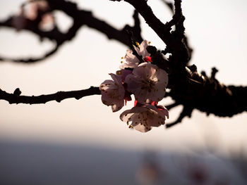 Close-up of cherry blossoms in spring