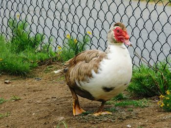 Close-up of bird on field