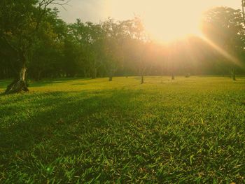 Sun shining through trees on grassy field