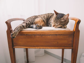 Cat sleeping on table