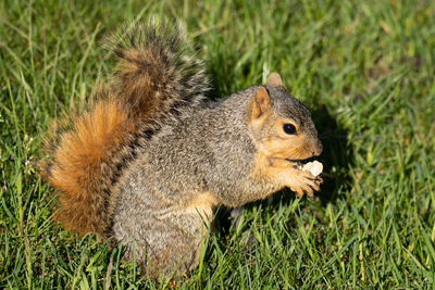 Close up of a squirrel eating a nut in a field on a sunny day