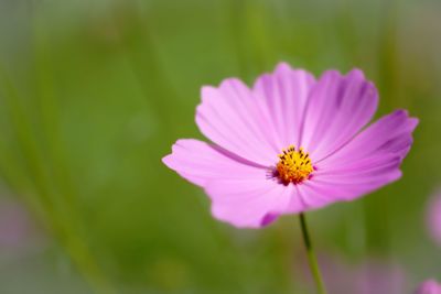 Close-up of pink flower blooming outdoors