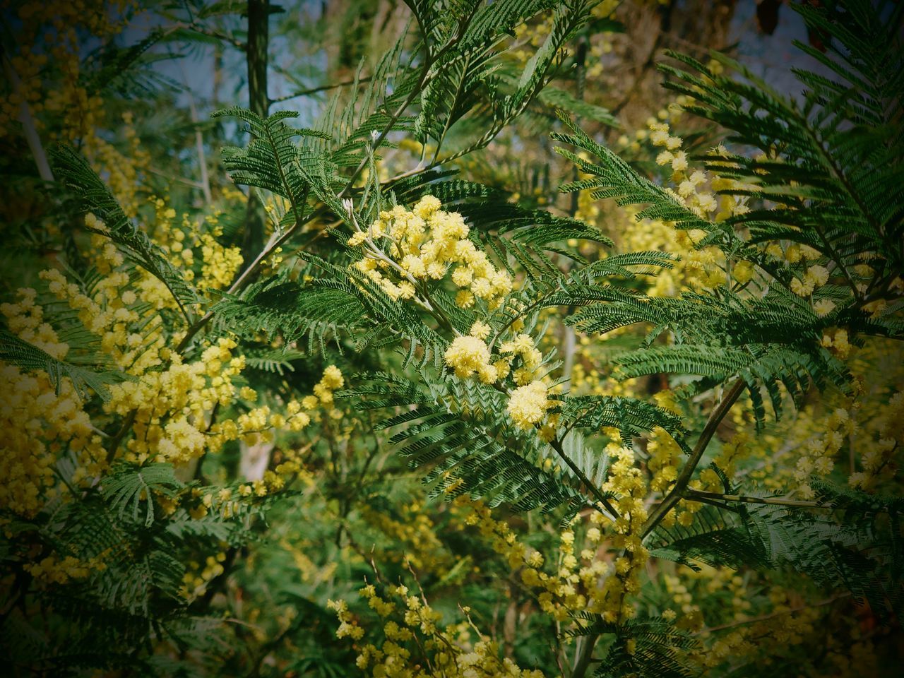 CLOSE-UP OF FLOWERING PLANT AND LEAVES