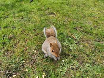 High angle view of squirrel on land