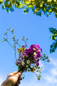 Low angle view of hand holding flowers against sky