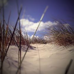 Close-up of wet grass on beach against sky
