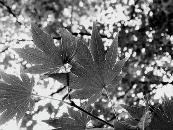 Low angle view of maple leaves