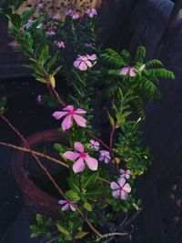 High angle view of pink flowering plants