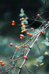 Close-up of berries growing on tree