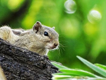 Close-up of squirrel