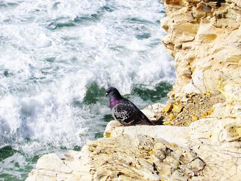 View of turtle on rock in sea