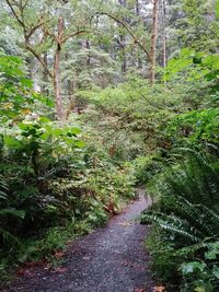 Trees in forest