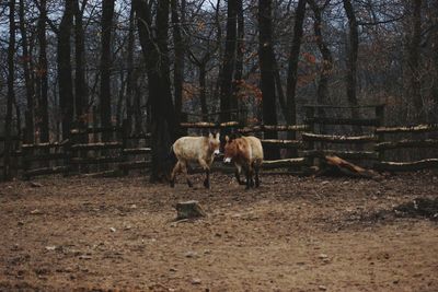 Cows grazing on field