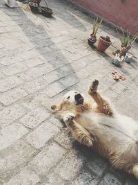 High angle view of dog on footpath