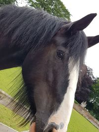 Close-up of a horse