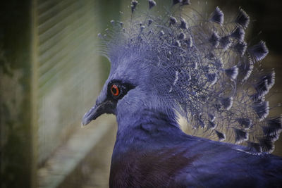 Close-up of pigeon