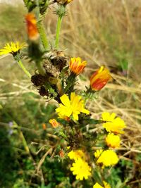 Close-up of yellow flowers growing on field